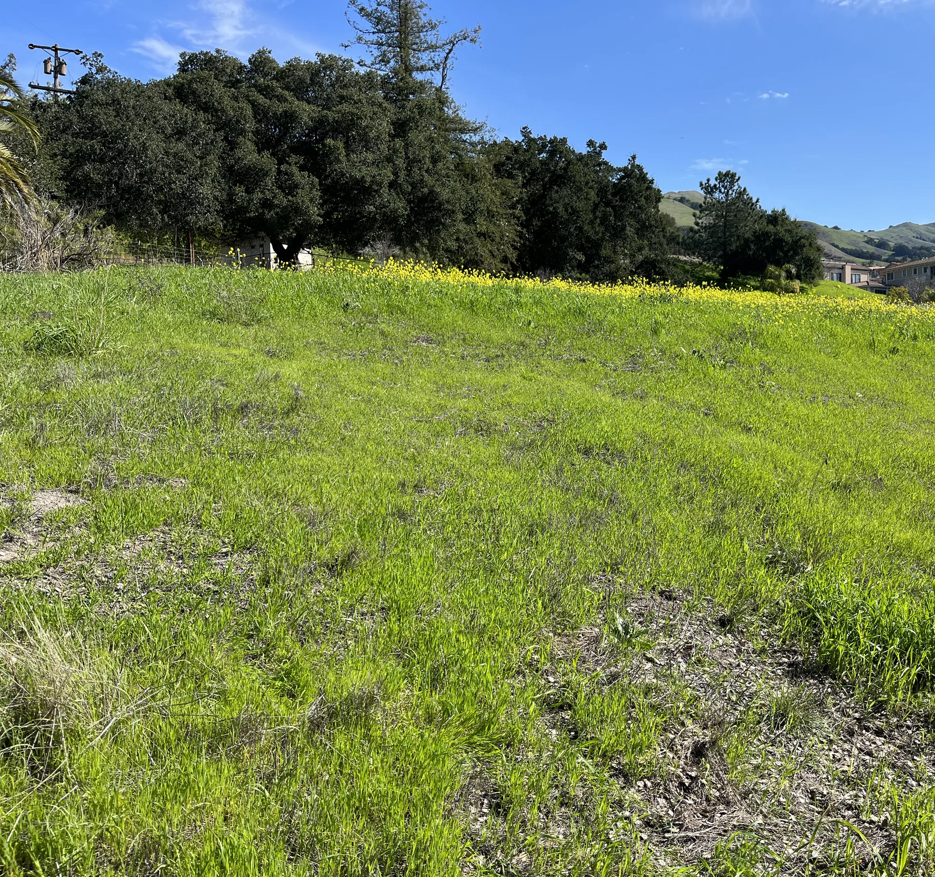 Sloping hillside lot covered in spring grass before construction